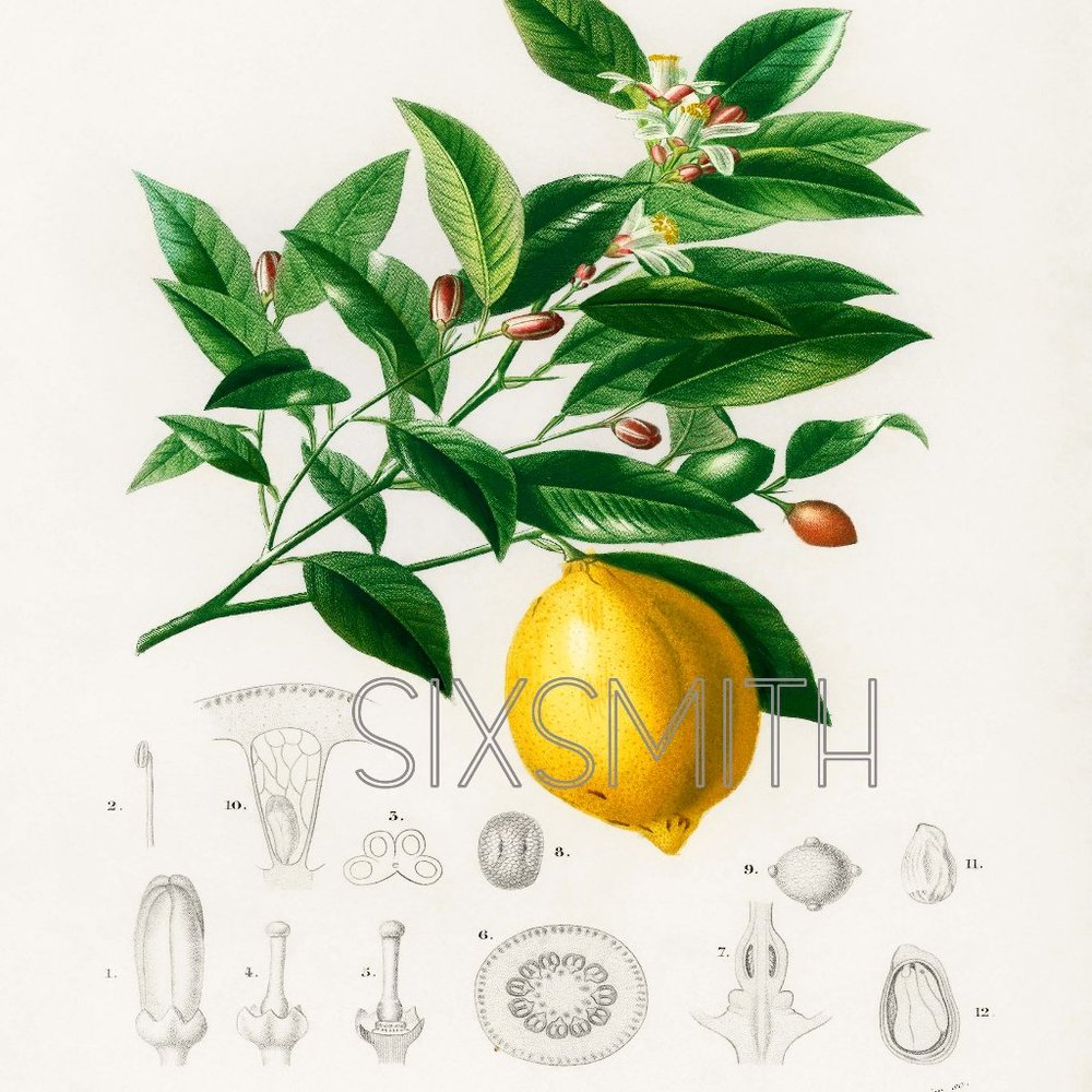 Lemon Vintage Watercolor Fine Art Giclee High Res